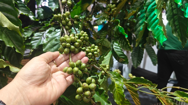 Giá cà phê hôm nay 21-1: Tăng vọt, vượt xa kỳ vọng