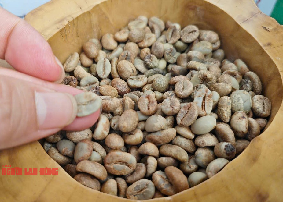 Giá cà phê hôm nay 22-6: Chính thức mất mốc 100.000 đồng/kg- Ảnh 2. Giá cà phê hôm nay 22-6: Chính thức mất mốc 100.000 đồng/kg- Ảnh 2.