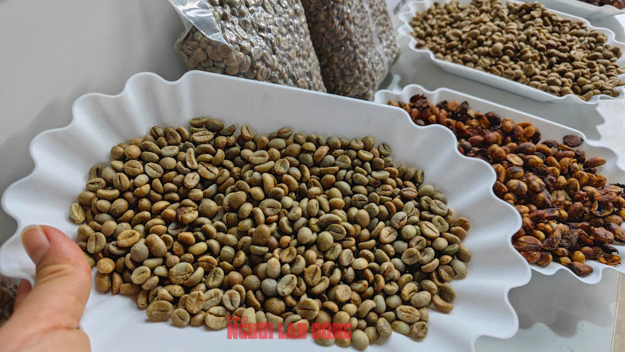 Giá cà phê hôm nay 27-6: Lội ngược dòng đến khó tin- Ảnh 1. Giá cà phê hôm nay 27-6: Lội ngược dòng đến khó tin- Ảnh 1.