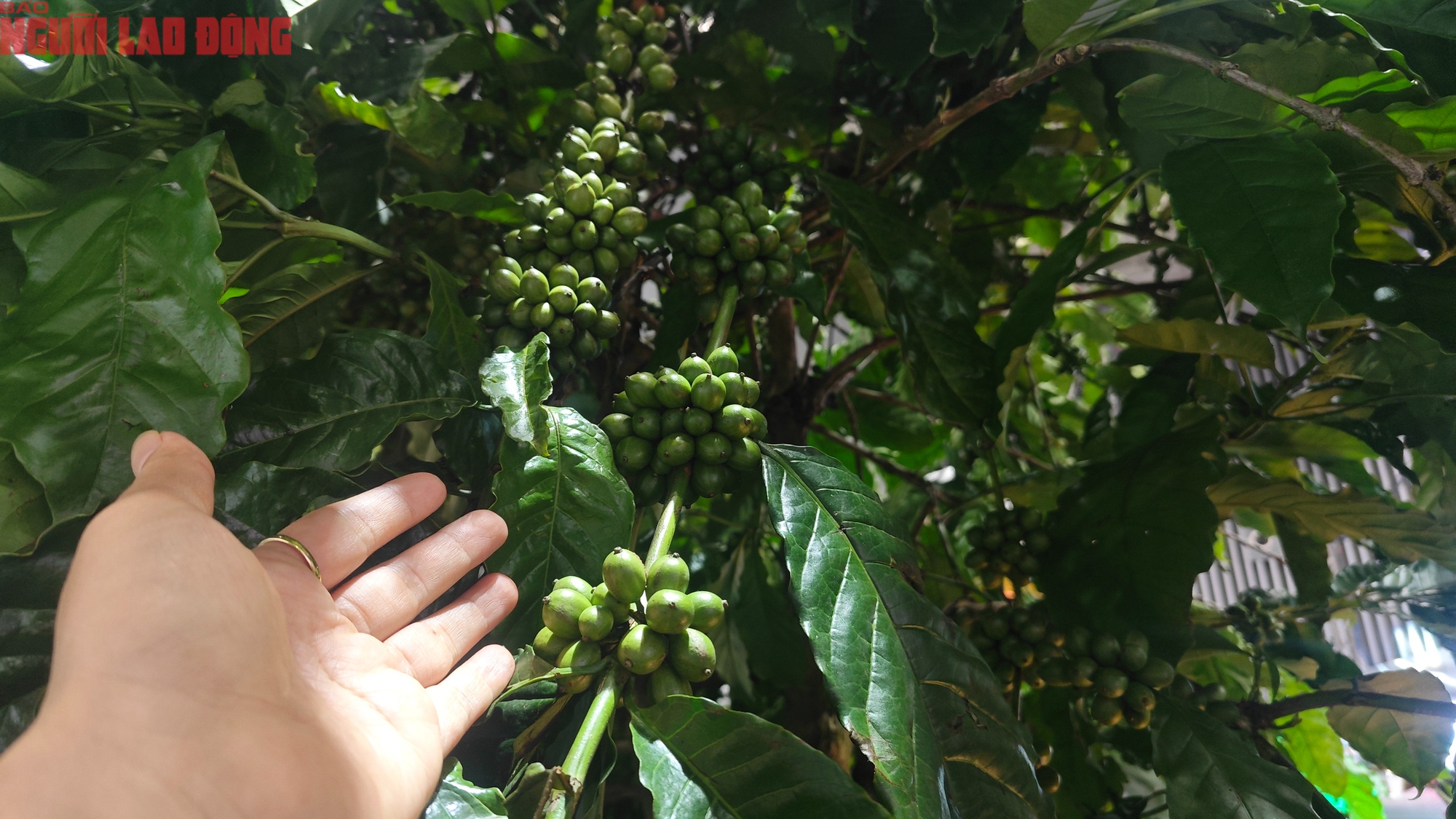 Giá cà phê hôm nay 8-7: Lao dốc, Chủ tịch VICOFA nói gì?- Ảnh 1. Giá cà phê hôm nay 8-7: Lao dốc, Chủ tịch VICOFA nói gì?- Ảnh 1.