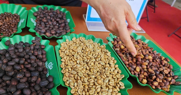 Giá cà phê hôm nay 11-7: Robusta lao dốc 3 con số